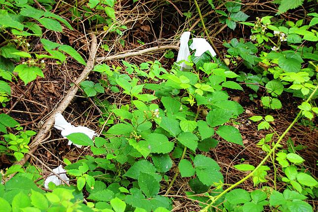 An dieser Stelle im Wald bei Dingelsdorf dienten die Papiertaschentücher offenbar als Toilettenpapier.