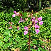 Indisches Springkraut