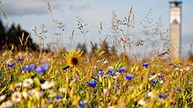 Sonnenblumen ragen aus einer bunten Blumenwiese bei Höchenschwand.