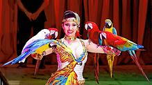 Mit gefiederten Freunden: Laura Urunova zeigt in der Manege eine Papageien-Dressur. Bild: Zirkus Knie/Michael Ketzer