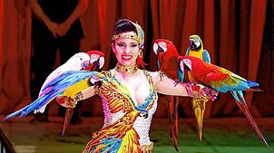 Mit gefiederten Freunden: Laura Urunova zeigt in der Manege eine Papageien-Dressur. Bild: Zirkus Knie/Michael Ketzer