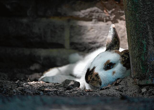 Ein Kaninchen liegt in seinem Gehege im Tierpark im Schatten.