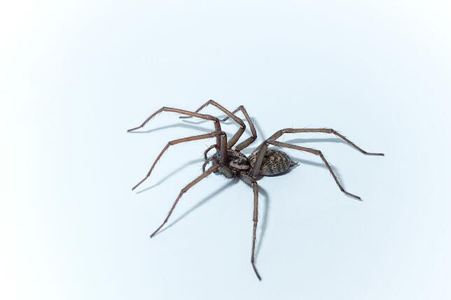 Große Hauswinkelspinne: Ihr Biss kann Hautschwellungen verursachen, die nach 30 Minuten weggehen. Nur wenn die Achtbeiner in extreme ...