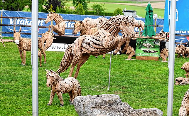 Bild 11: Pferde, Familien Attraktionen: Das Fest Donaueschinger der Pferde auf den Immenhöfen 2025 in Bildern