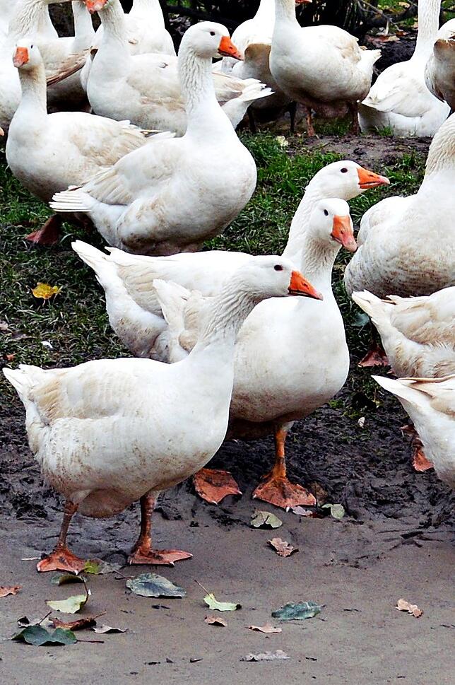 Die meisten Gänse sind komplett weiß. Es gibt aber auch Ausnahmen: Manchmal gibt es unter den Tieren von Thorsten Möller auch gefleckte ...