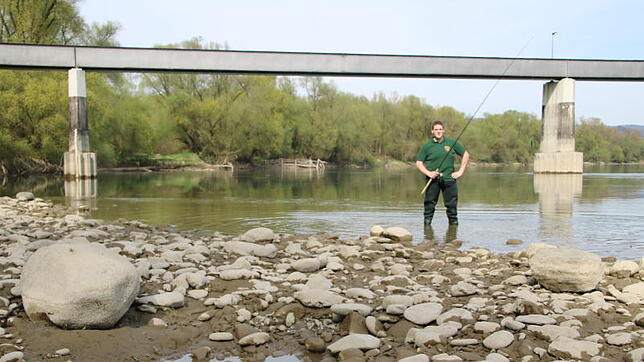 Der Pegelstand des Rheins hat auch Auswirkungen auf das Leben im, am und um den Fluss. Die Fischer, wie hier im Bild Sven Adomeit vom ...