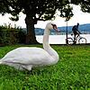 Ein Schwan am Radolfzeller Seeufer: In den Sommermonaten teilen sich Mensch und Tiere diesen Bereich. Dabei können zwischen beiden ...