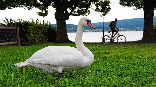 Ein Schwan am Radolfzeller Seeufer: In den Sommermonaten teilen sich Mensch und Tiere diesen Bereich. Dabei können zwischen beiden ...