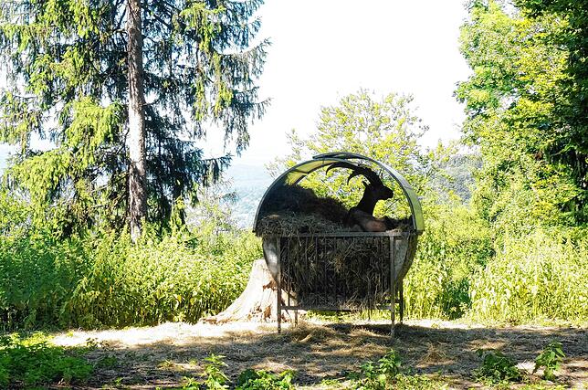 Bild 30: Große Feier zum 60sten Geburtstag: Badische Jäger feiern mit einem "Tag der Jagd"