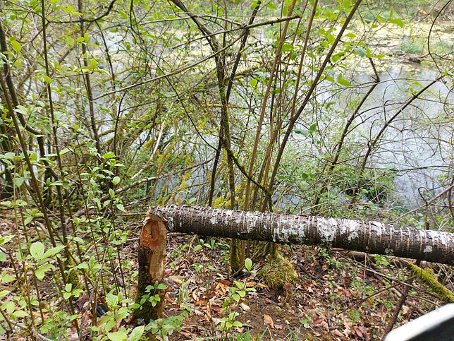Konflikt: Während die Egginger Natur- und Umweltschutz AG das Biotop Grottenloch in seinem ursprünglichen Zustand erhalten möchte, passt ...
