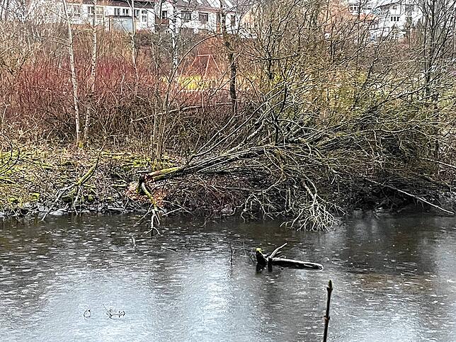 Diesen Baum am See in Tennenbronn hat ein Biber bereits bearbeitet.