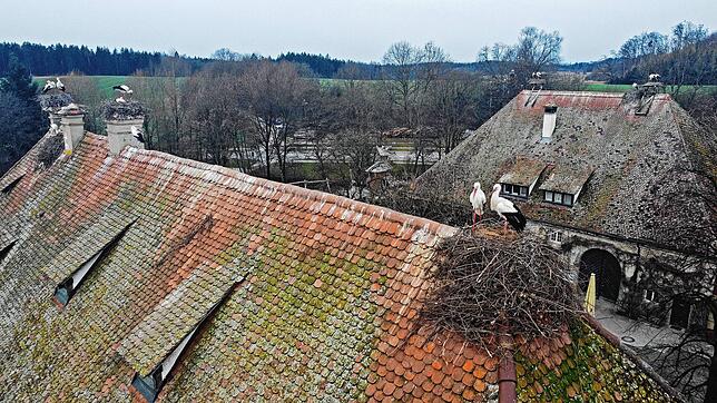Auf den Dächern am Hofgut am Affenberg gibt es jede Menge Horste mit Störchen. Das Paar auf dem zweiten Schornstein von hinten auf dem ...