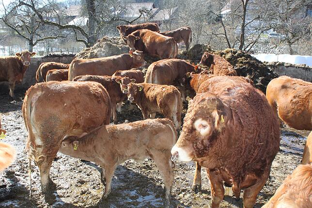 Auf dem Biolandhof Steidle bildet die Mutterkuhhaltung mit Limousin-Rindern einen Betriebsschwerpunkt. Die Rasse stammt aus der ...