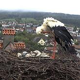Storchenpapa „Mimmo“ hält am Dienstag Wache, Storchenmama „Pünktchen“ hat das Nest verlassen.