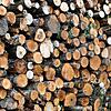 Frisch geschlagenes Holz im Wald: Unter anderem durch die weltweit stark gestiegene Nachfrage hat sich der Baustoff Holz deutlich ...