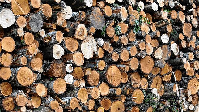 Frisch geschlagenes Holz im Wald: Unter anderem durch die weltweit stark gestiegene Nachfrage hat sich der Baustoff Holz deutlich ...