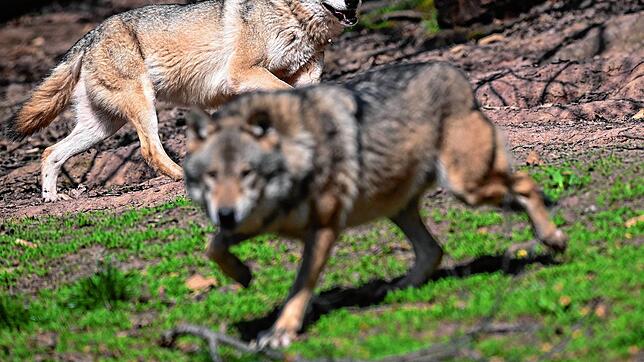 EU-Parlament macht Weg für mehr Wolf-Abschüsse frei.