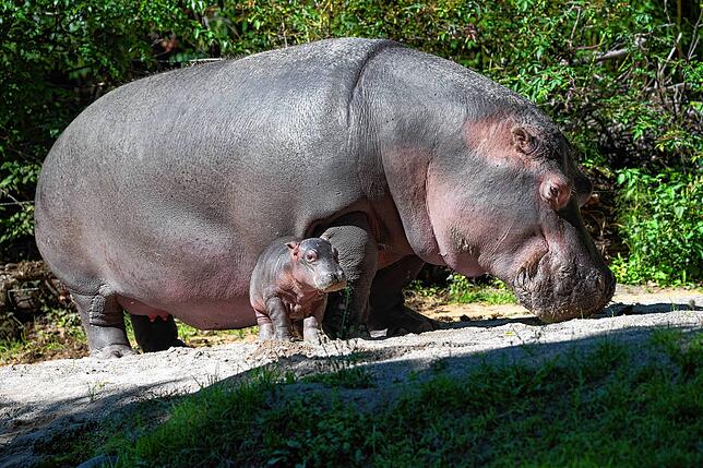 Bild 5: Nachwuchs im Zoo: So putzig ist das neugeborene Flusspferd-Baby in Basel