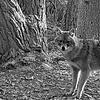 Dieser Goldschakal wird am 15. Februar im Schwarzwald-Baar-Kreis fotografiert. Wenn es zu dunkel wird, lösen die Kameras der Fotofalle ...
