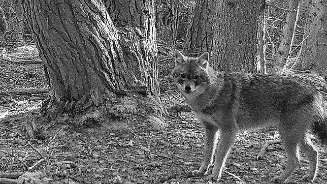 Dieser Goldschakal wird am 15. Februar im Schwarzwald-Baar-Kreis fotografiert. Wenn es zu dunkel wird, lösen die Kameras der Fotofalle ...