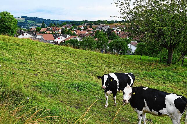 Im Vordergrund weiden Walter Brechbühls Kühe, im Wohngebiet im Hintergrund lebt der Nachbar, der sich über die nächtlich schellenden ...
