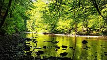 Herrlich kühl im Hochsommer. Die Wutachschlucht ist ein Naturparadies. Ihr Bekanntheitsgrad nimmt zu.