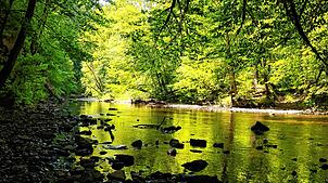 Herrlich kühl im Hochsommer. Die Wutachschlucht ist ein Naturparadies. Ihr Bekanntheitsgrad nimmt zu.