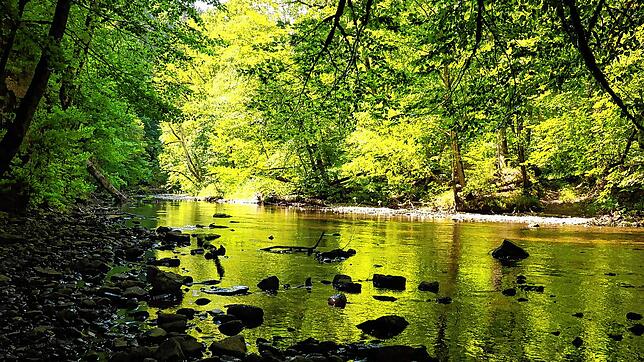Herrlich kühl im Hochsommer. Die Wutachschlucht ist ein Naturparadies. Ihr Bekanntheitsgrad nimmt zu.