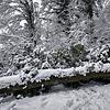 Ein umgestürzter Baum in einem Wald in Rielasingen.