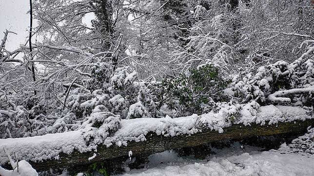 Ein umgestürzter Baum in einem Wald in Rielasingen.