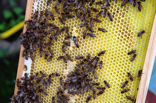 Hier erkennt man die markierte Bienenkönigin. Die Herrscher eines jeden Bienenvolkes werden für die Sichtbarkeit mit einem besonderen ...
