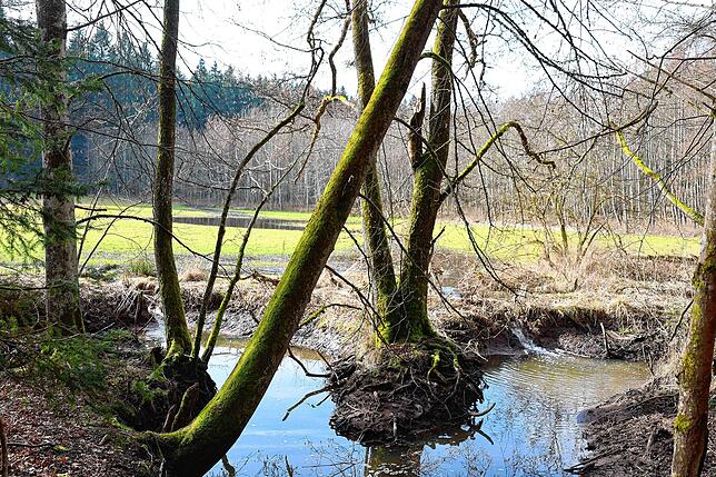 Der See, verursacht durch den Biber, macht die landwirtschaftliche Nutzung der Wiese in Rietheim unmöglich.