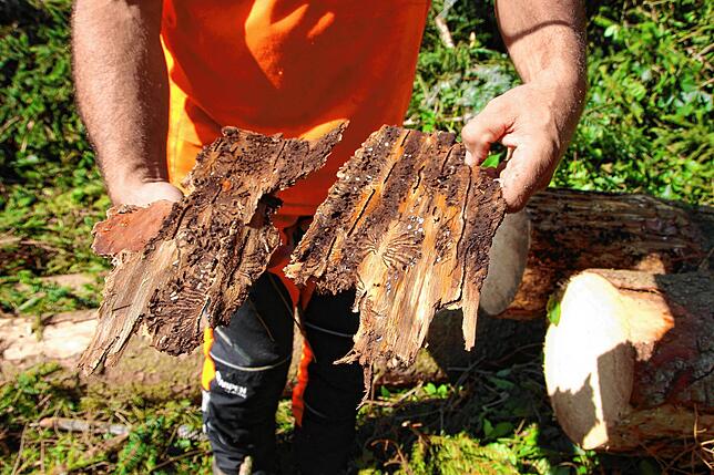 Borkenkäfer unter der Rinde eines befallenen Baumes.