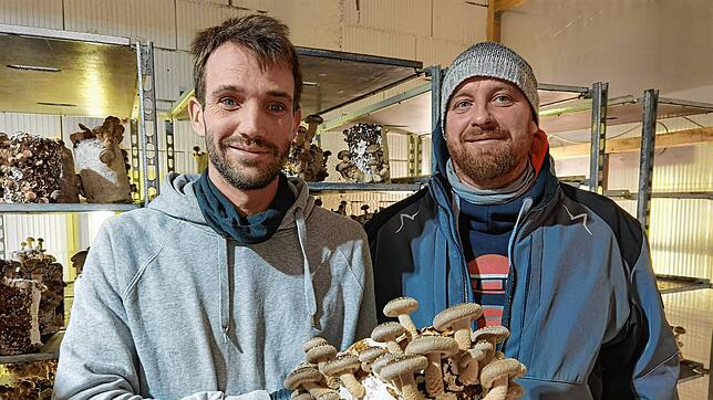 Die Pilzzüchter Leonard Kaltenbrunner (links) und Till Bossert züchten unter anderem Shiitake-Pilze.