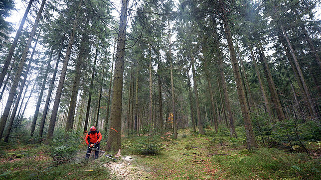 Ein Forstwirt fällt bei St. Märgen (Breisgau-Hochschwarzwald) eine Fichte. Viele Fichten sind krank.