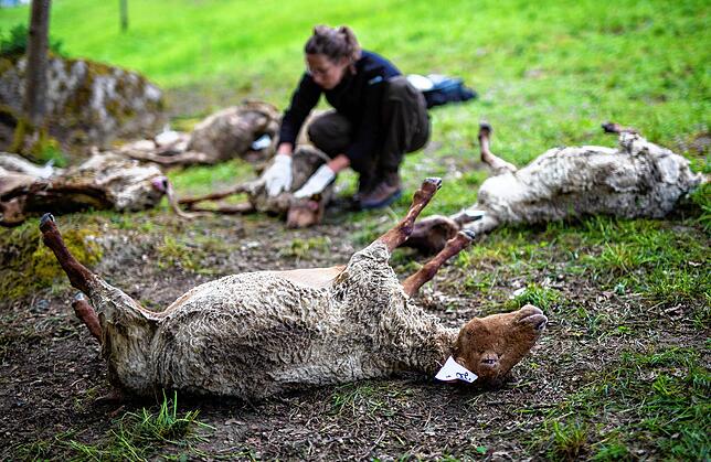 30.04.2018, Bad Wildbad: Zahlreiche tote Schafe werden von Vertretern der FVA Baden-Württemberg und der Forstverwaltung Calw untersucht. ...