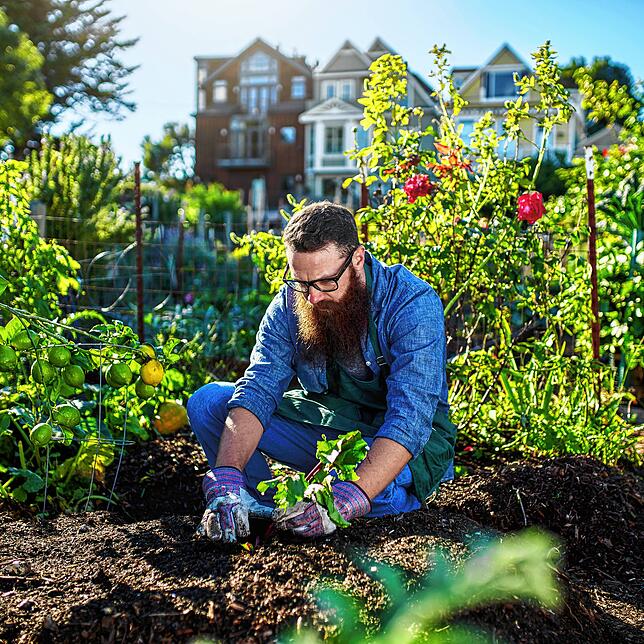 Ein Hobbygärtner pflegt sein selbst angebautes Gemüse. Urban Gardening hat nicht nur eine Ernährungs-, sondern auch eine Erholungsfunktion.