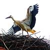 SÜDKURIER-Storch &bdquo;Sunny&ldquo; Ende Juli im Horst auf dem Kassenhäuschen am Affenberg gut eine Woche bevor er seinen Flug in ...