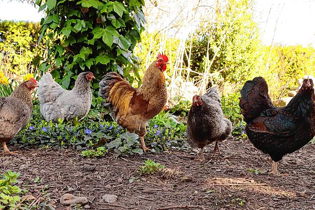 Ein Hahn, so wie hier der im Garten von Elke Pfau, lässt immer wieder lautstark von sich hören. In Privatgärten kann das für die ...