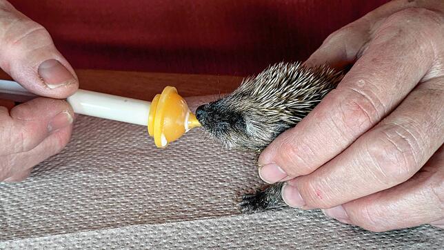 Ein ganz winziger Igel bekommt Spezialmilch.