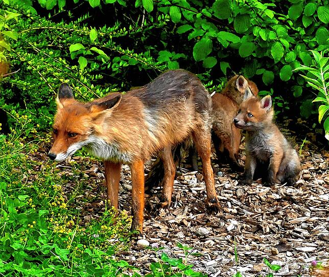 Mutter Fuchs ist stets wachsam: Sie schaut, ob die Luft rein ist, bevor sie sich mit ihrem Nachwuchs aus der Deckung wagt. Auf diesem ...
