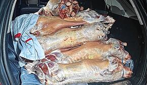 Ein Mann transportiert 20 geschlachtete Lämmer ungekühlt in seinem Auto. Das schmeckt dem Zoll gar nicht.