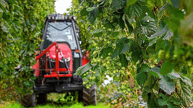 Ein Traktor mit einem Reißgerät fährt durch den Hopfengarten. Wie wird die Ernte 2021?