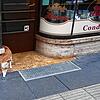 Dieser Kater ist bekannt wie ein bunter Hund: Tschubi ist in der Singener Innenstadt unterwegs, hier vor dem Café Hanser.