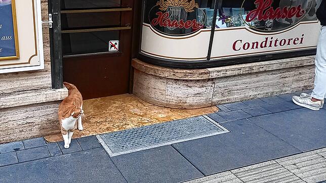 Dieser Kater ist bekannt wie ein bunter Hund: Tschubi ist in der Singener Innenstadt unterwegs, hier vor dem Café Hanser.
