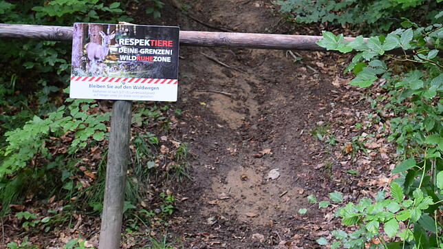 Radfahren im Wald ist laut dem Landeswaldgesetz nur erlaubt, wenn ein Weg breiter als zwei Meter ist. Im Wald bei Bodman gibt es ein ...