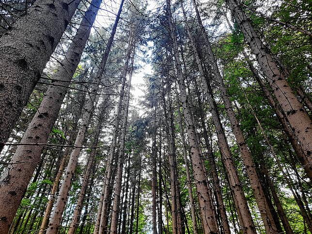 Der Wald, sagt Seyfried, sei eine Superwaffe im Kampf gegen den Klimawandel.