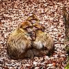 Noch herrscht Kuschelzeit auf dem Affenberg Salem: Hier wärmen gleich drei Alttiere ein Jungtier. So kommen die Berberaffen durch die ...