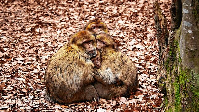 Noch herrscht Kuschelzeit auf dem Affenberg Salem: Hier wärmen gleich drei Alttiere ein Jungtier. So kommen die Berberaffen durch die ...