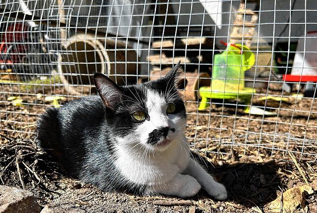 Hella sonnt sich vor dem Hühnergehege. Das Geflügel hat keine Angst vor der Familienkatze – im Gegenteil. Zu nahe darf Hella dem ...